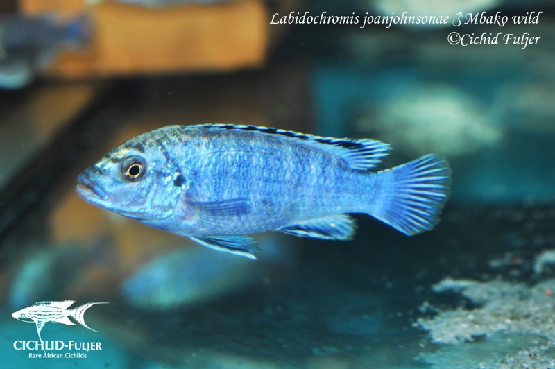 Labidochromis joanjohnsonae 'Mbako Bay'